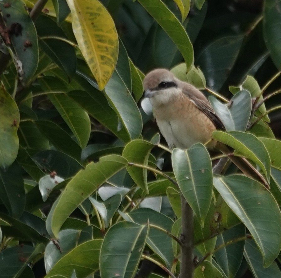 Averla bruna - ML646895926