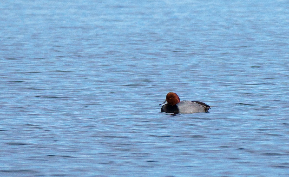 Redhead - ML646895927