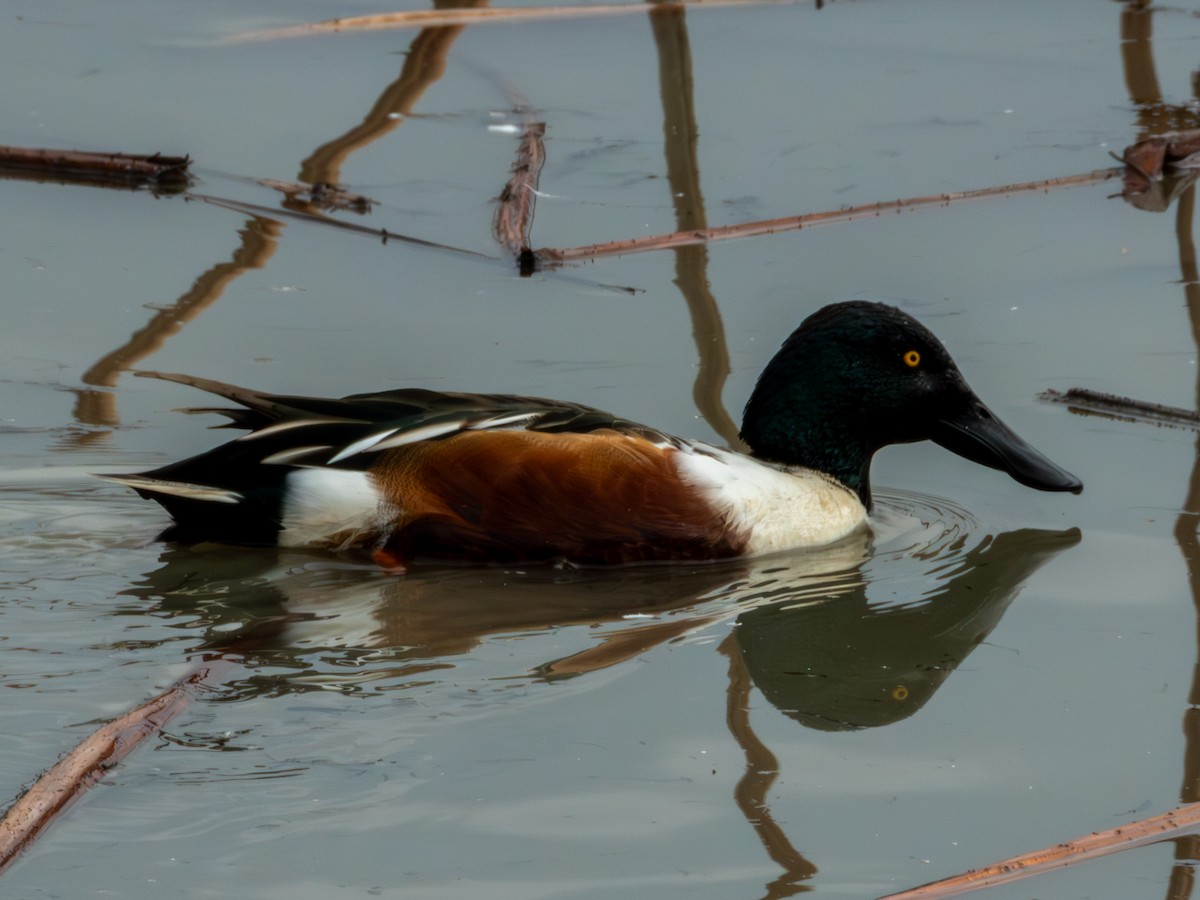 Northern Shoveler - ML646895928