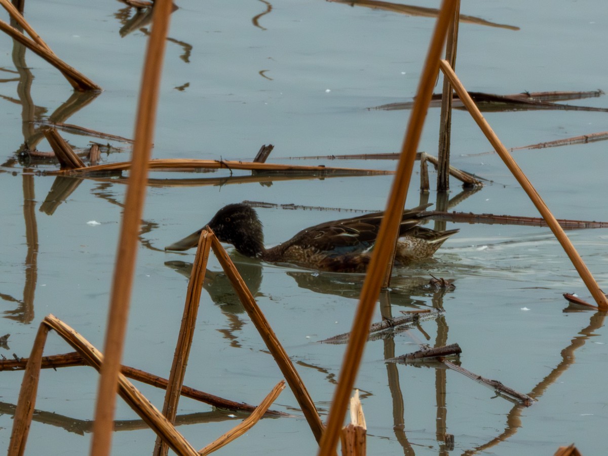 Northern Shoveler - ML646895929