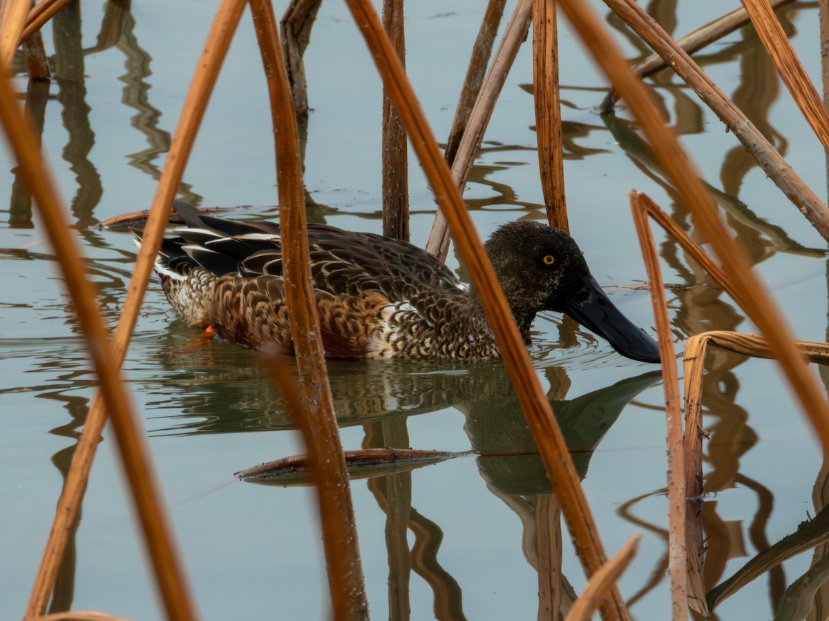 Northern Shoveler - ML646895930