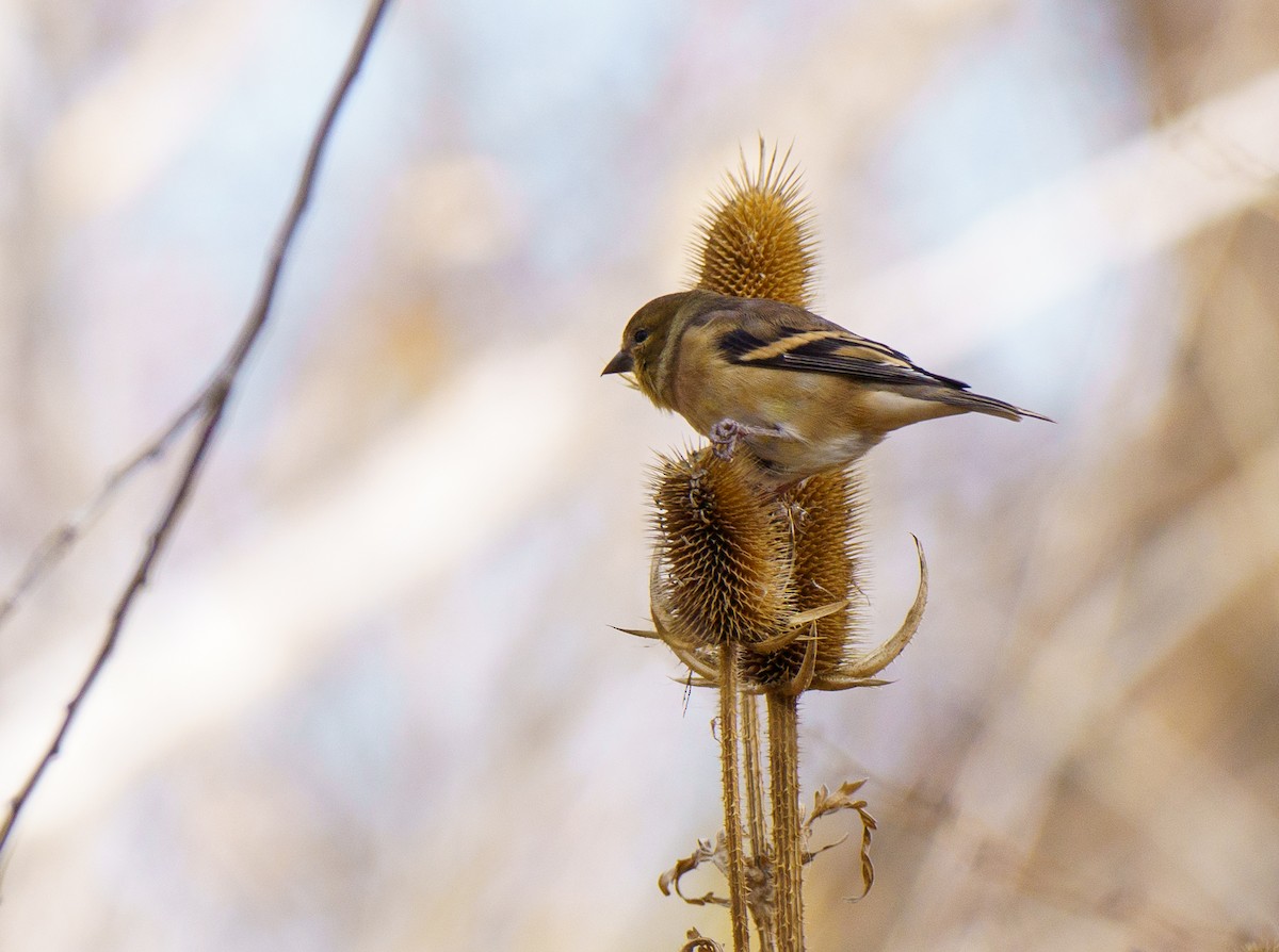 American Goldfinch - ML646895933