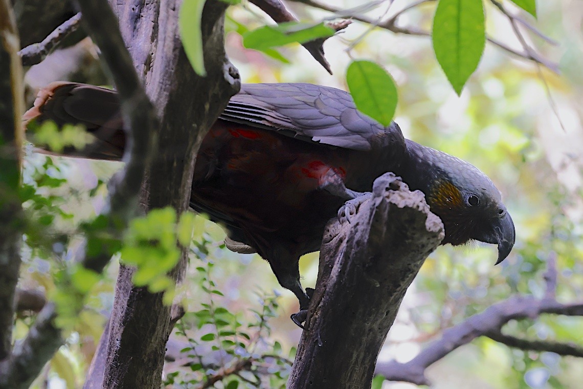 New Zealand Kaka - ML646895934