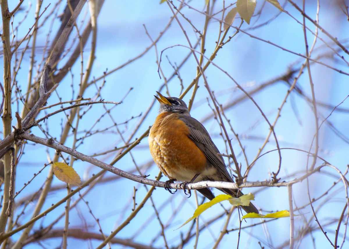 American Robin - ML646895935