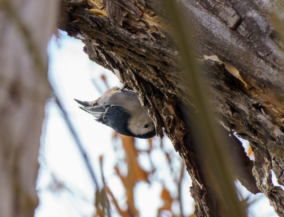 White-breasted Nuthatch (Interior West) - ML646895936