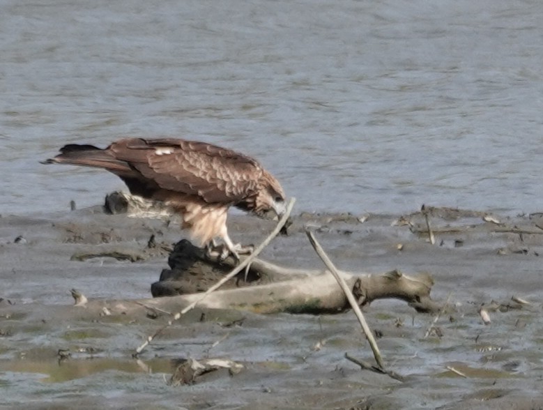 Nibbio bruno - ML646895937