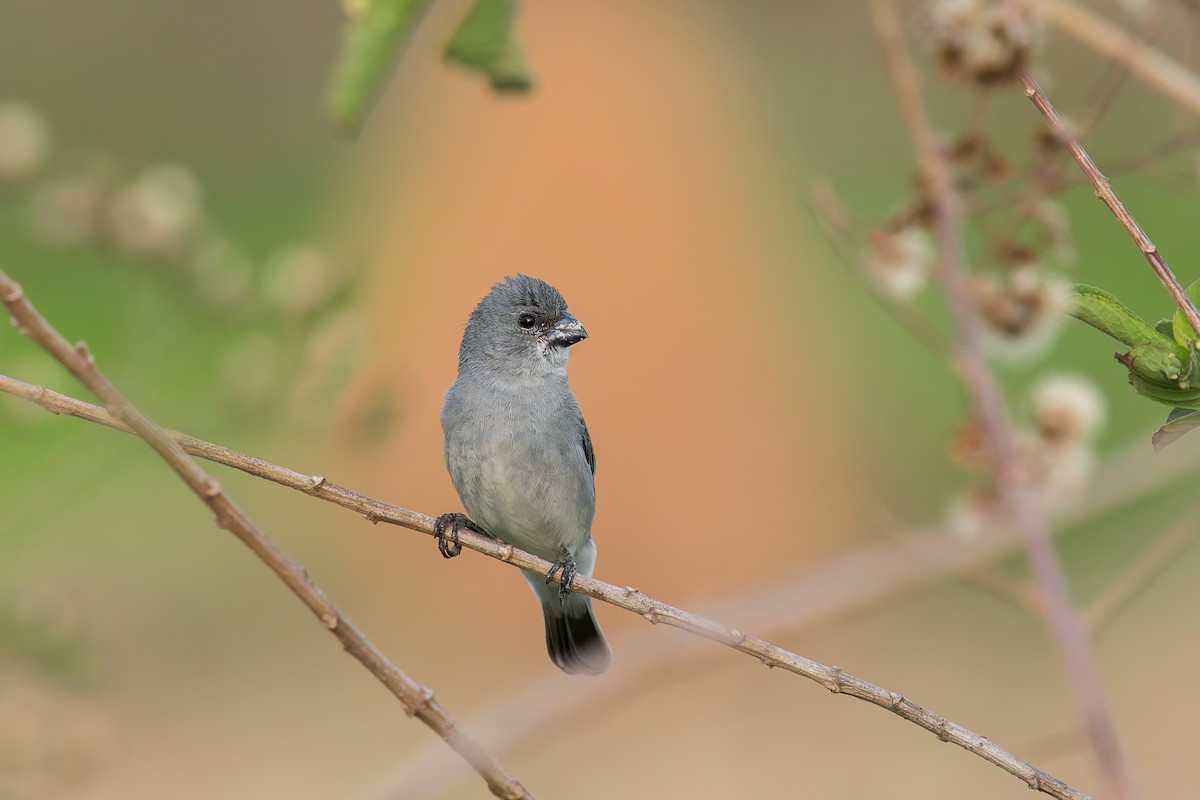 Зерноїд сивий - ML646895939