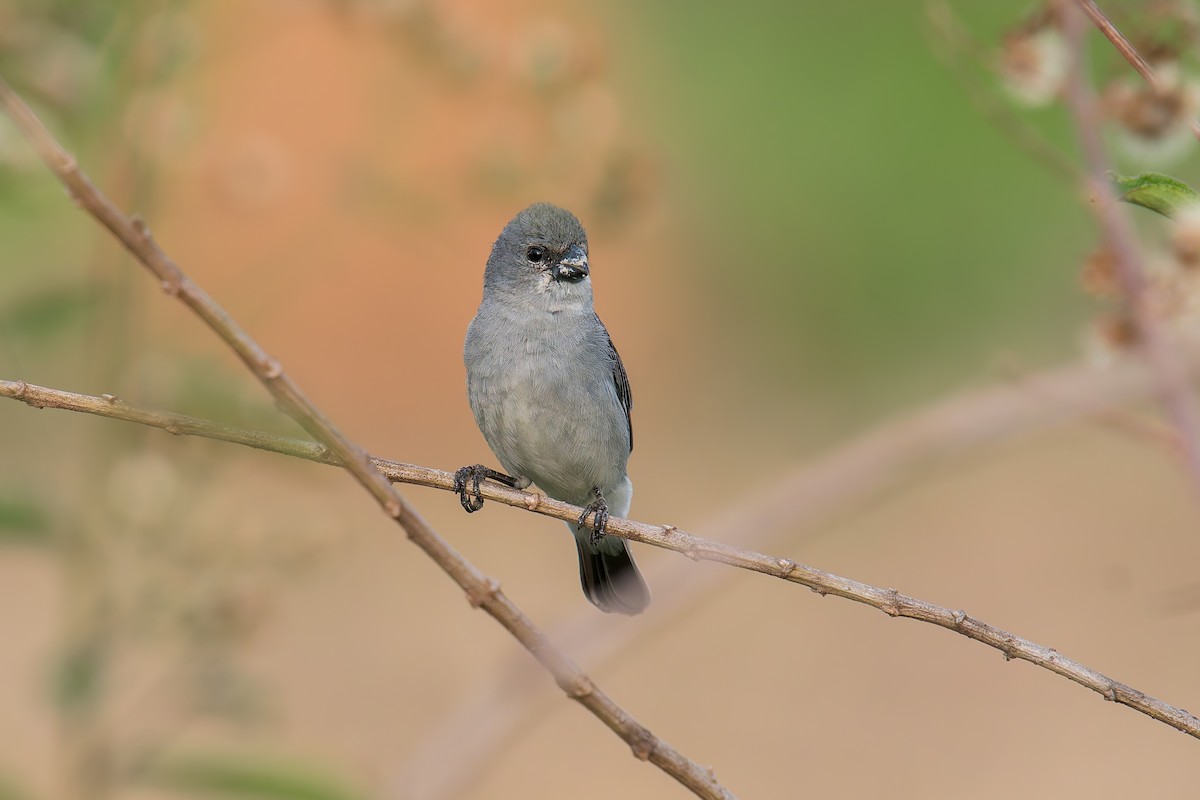 Зерноїд сивий - ML646895940