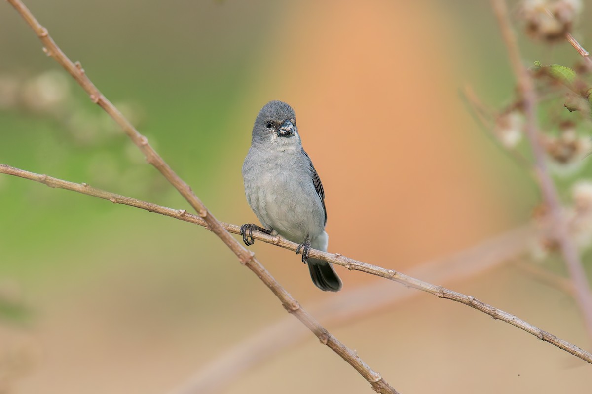 Зерноїд сивий - ML646895941