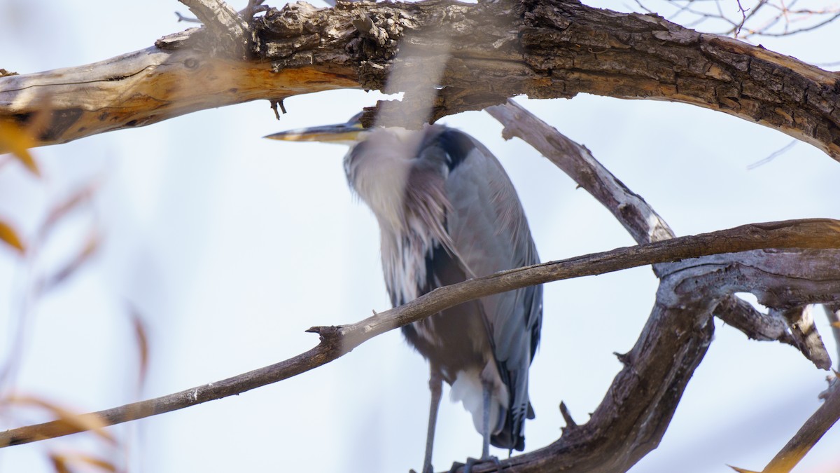 Great Blue Heron - ML646895942