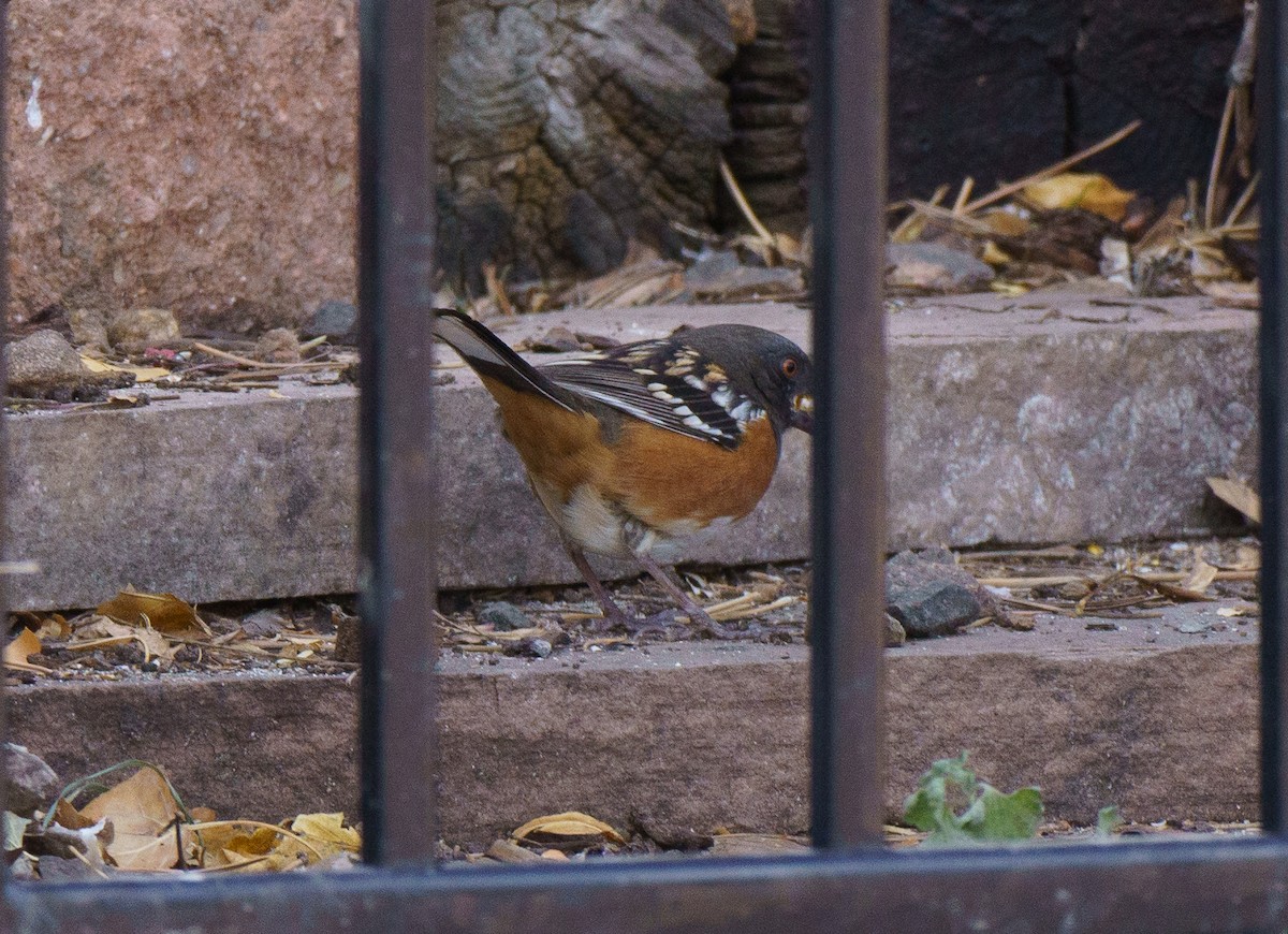Spotted Towhee - ML646895945