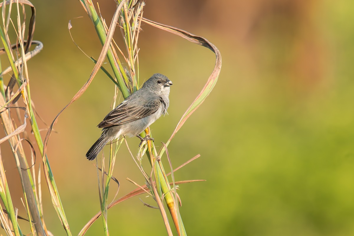Зерноїд сивий - ML646895946