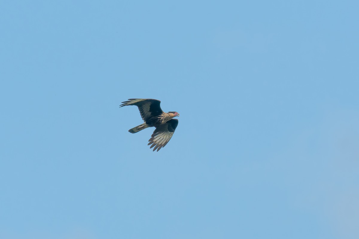 ミナミカラカラ（plancus） - ML646895948