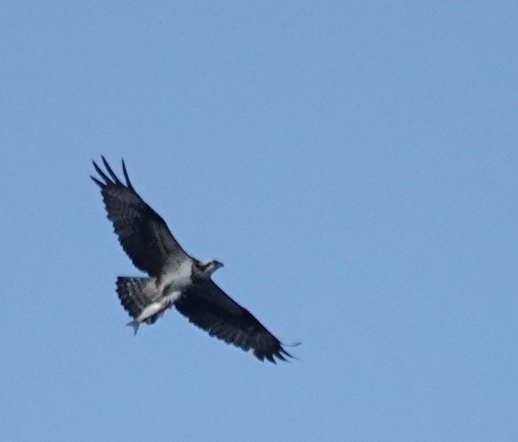 Falco pescatore - ML646895952