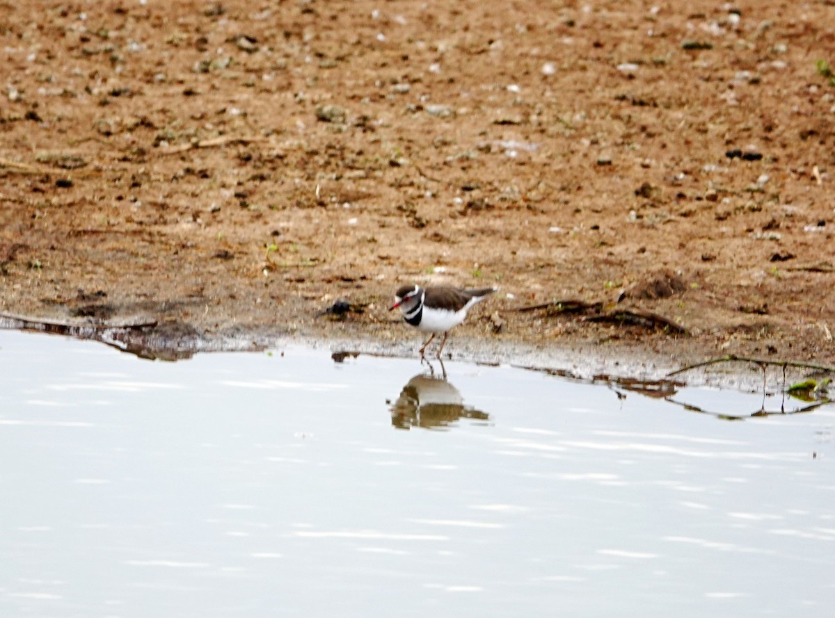 Three-banded Plover - ML646895957