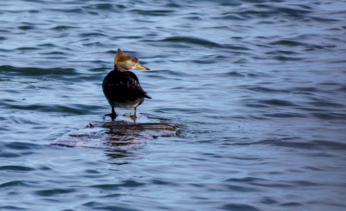 Hooded Merganser - ML646895958