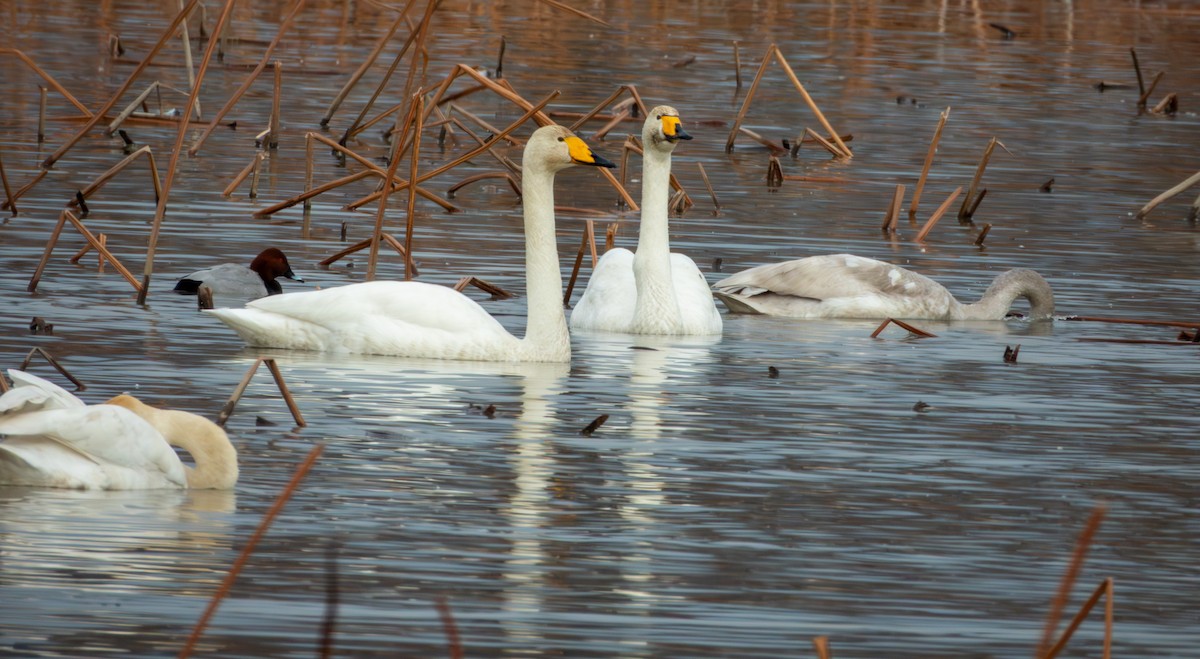 Whooper Swan - ML646895960