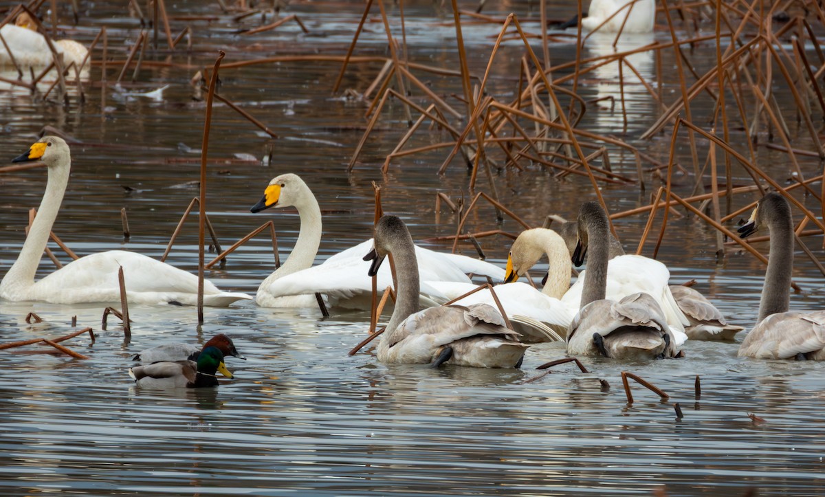 Whooper Swan - ML646895961