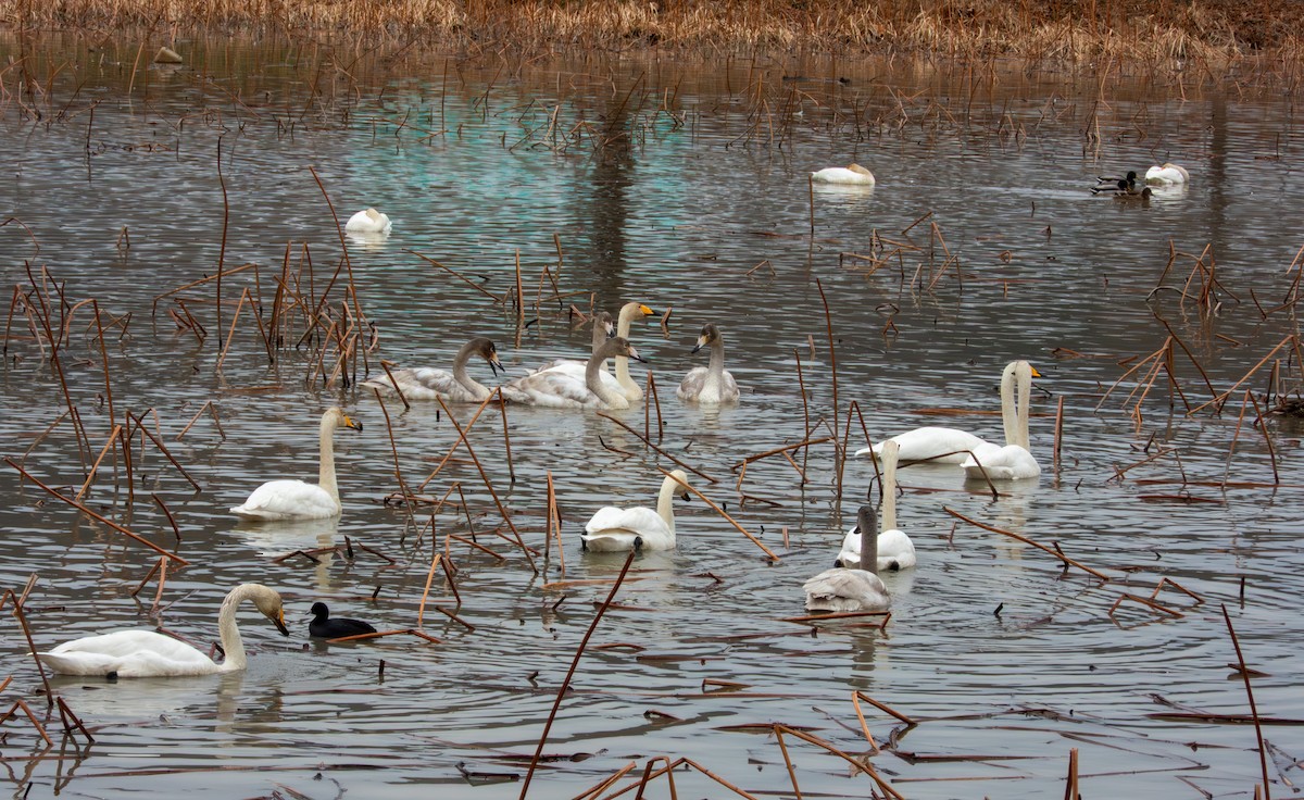 Whooper Swan - ML646895962