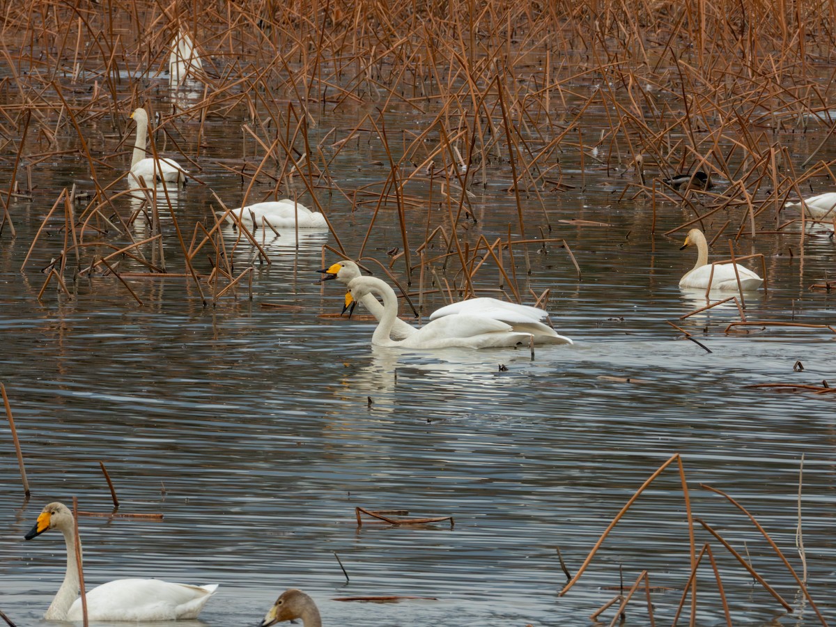 Whooper Swan - ML646895963