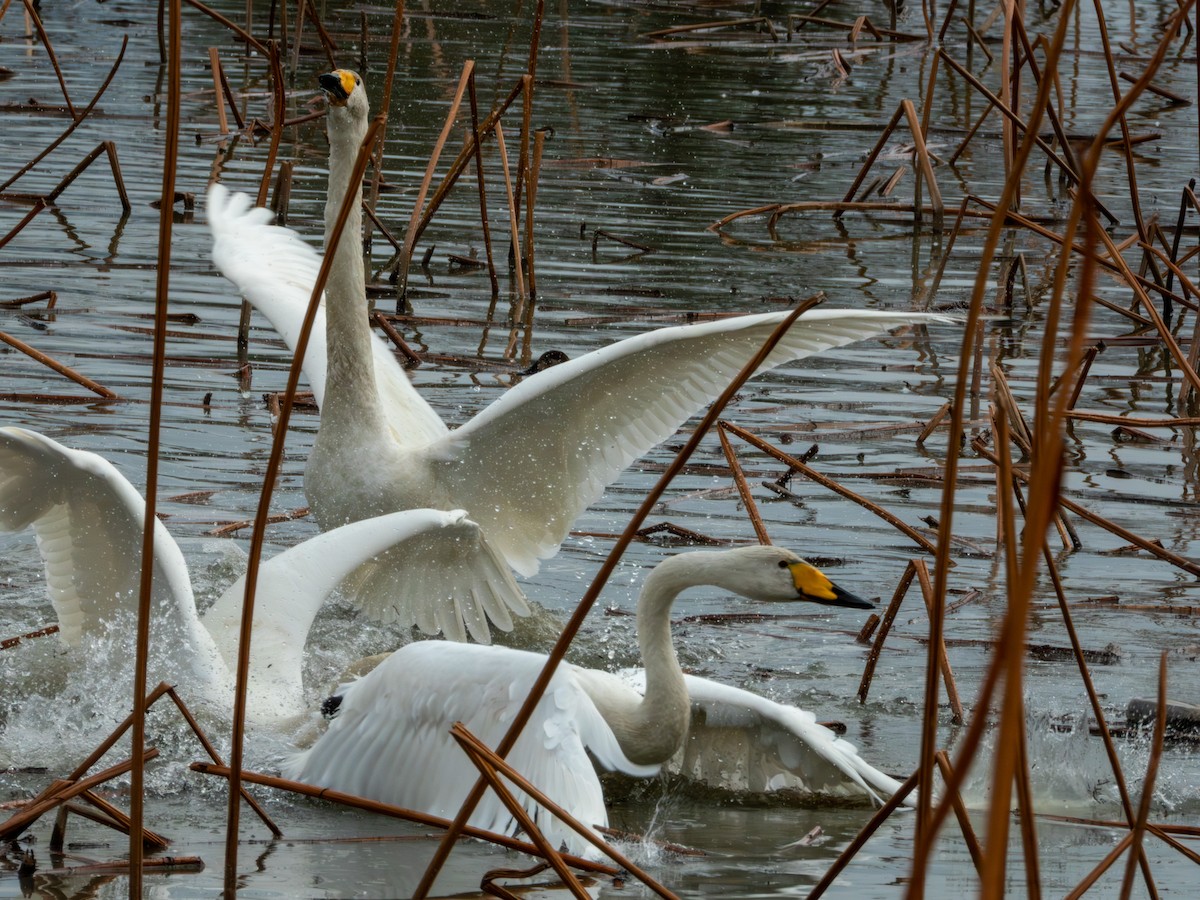 Whooper Swan - ML646895964