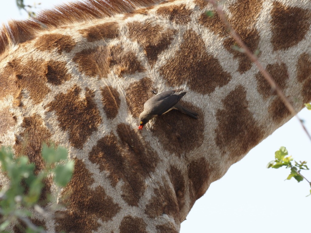 Red-billed Oxpecker - ML646895968