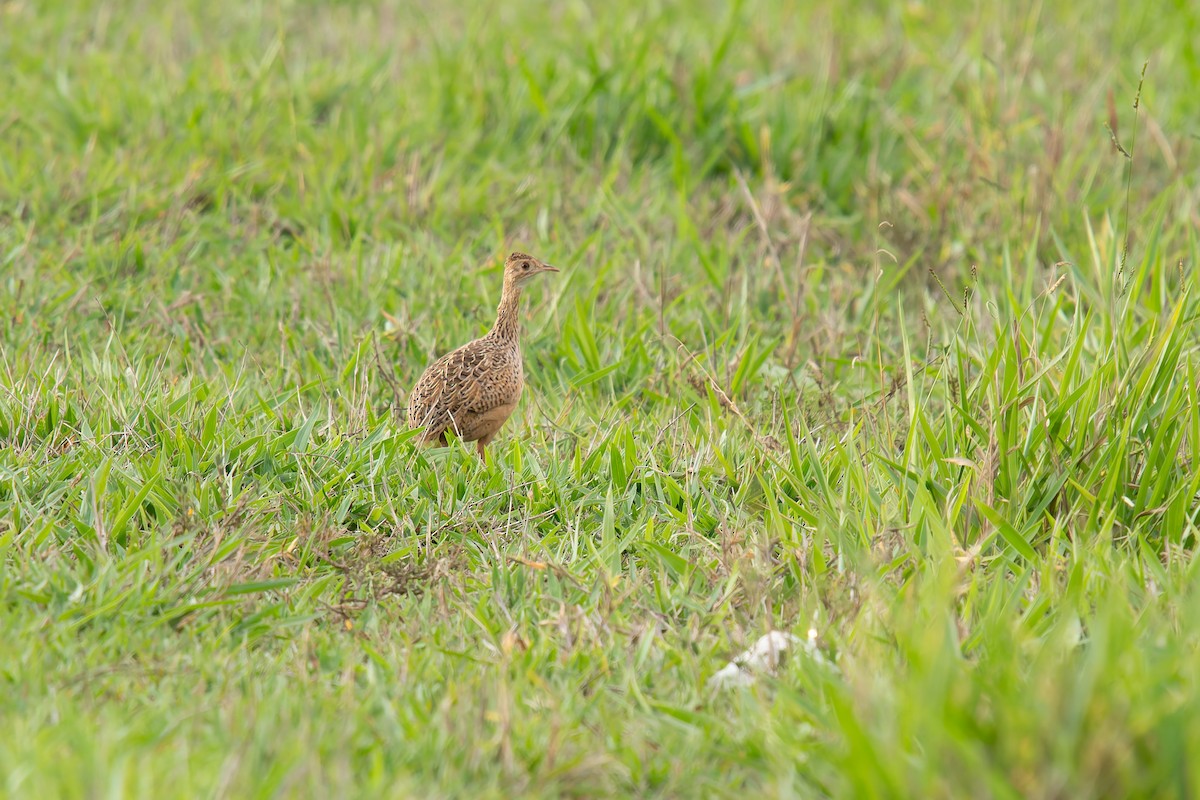 Spotted Nothura - ML646895969