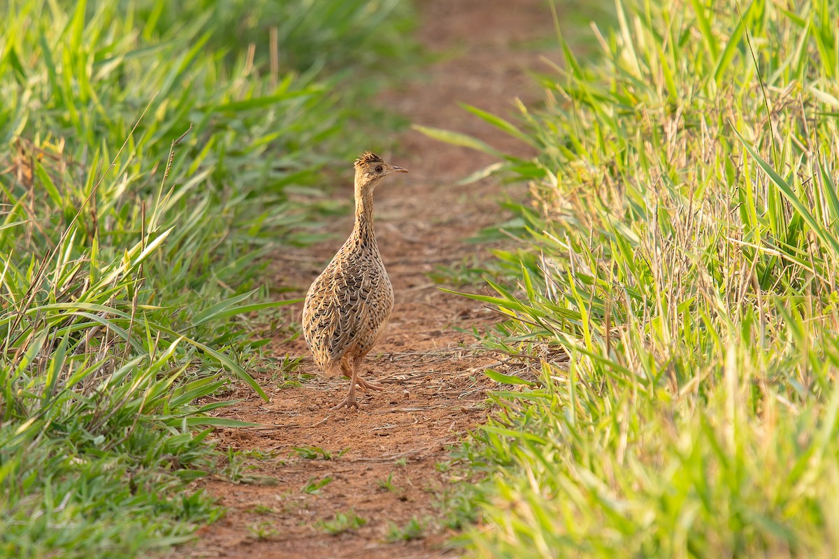 Spotted Nothura - ML646895970