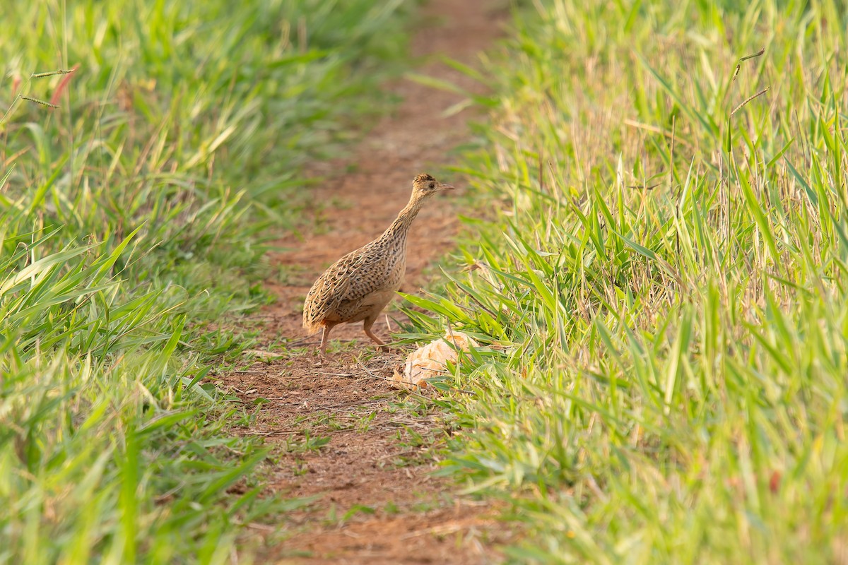 Spotted Nothura - ML646895971