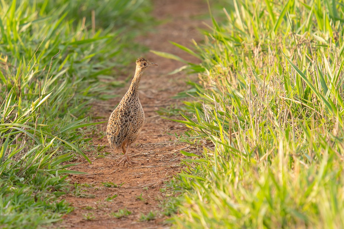 Spotted Nothura - ML646895972