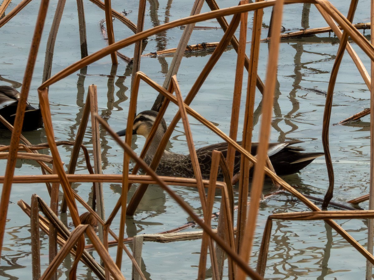 Eastern Spot-billed Duck - ML646895973