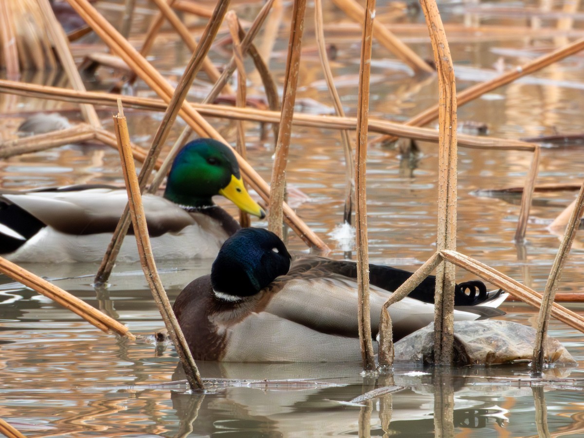 Mallard - ML646895974