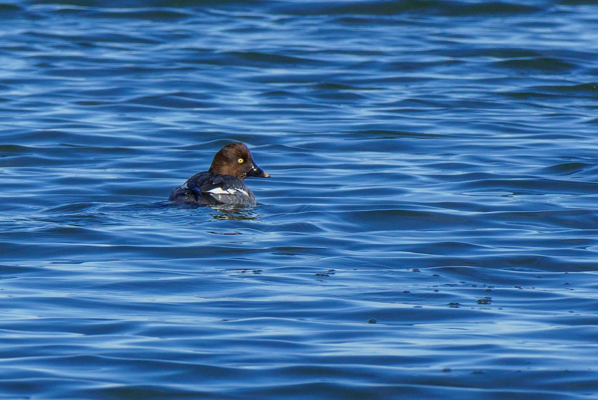 Common Goldeneye - ML646895975