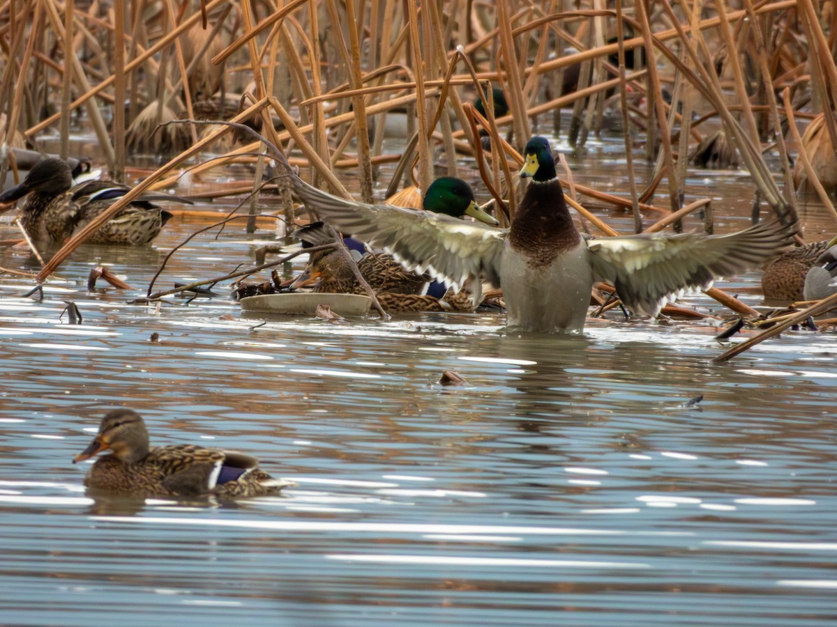 Mallard - ML646895976