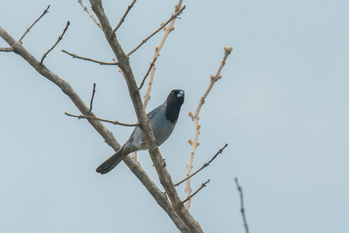 Black-faced Tanager - ML646895977