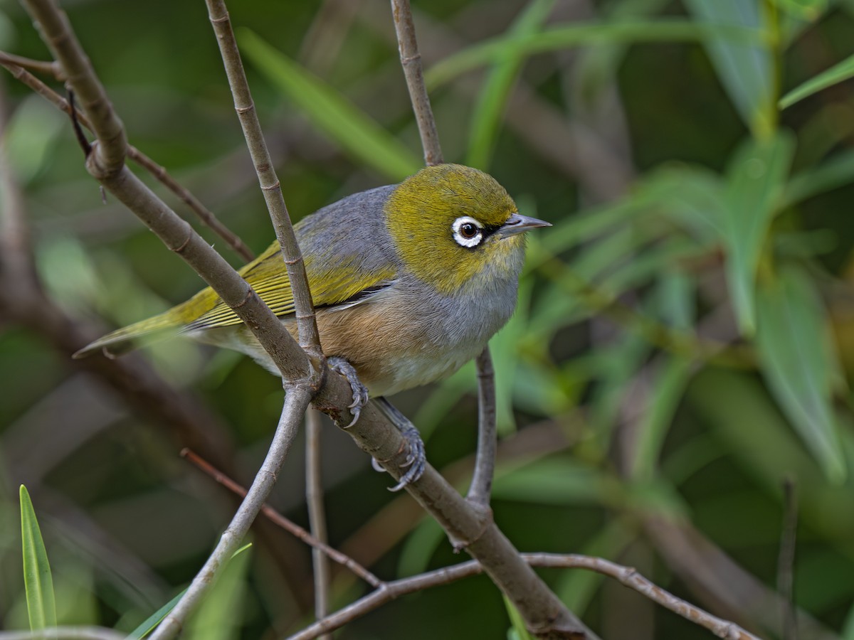 Silvereye - ML646895978