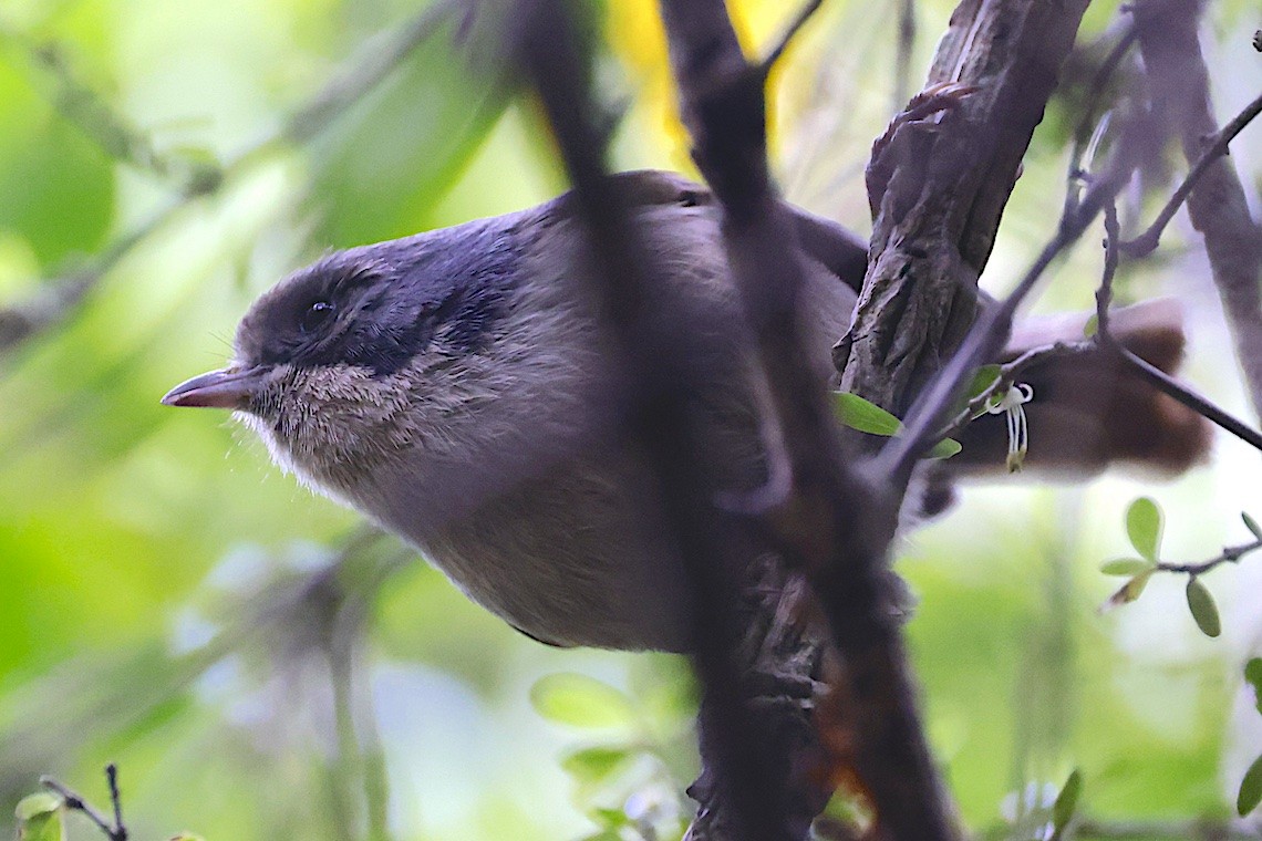 Pipipi - ML646895979