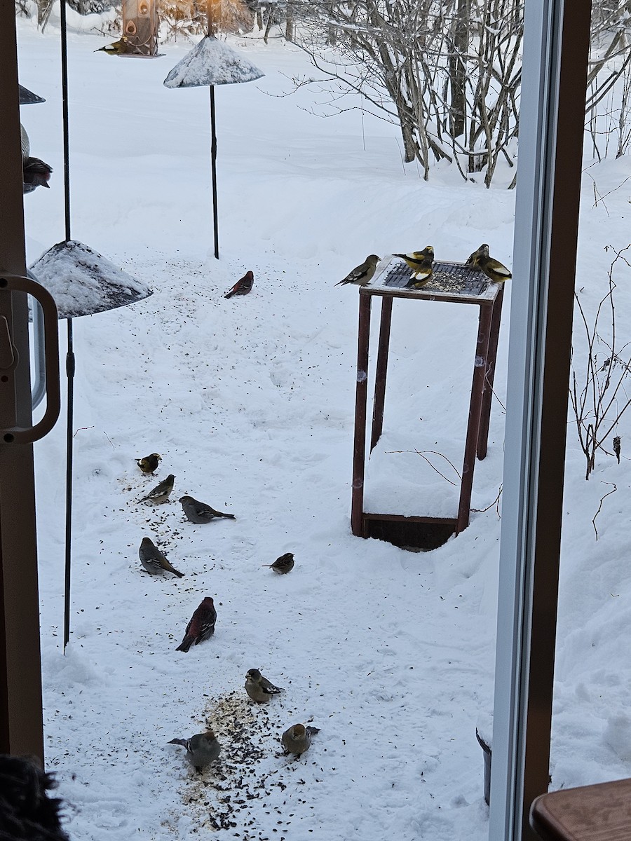 Pine Grosbeak - ML646895980