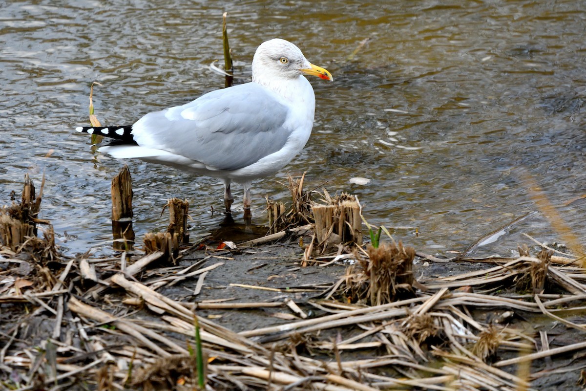 European Herring Gull - ML646895981