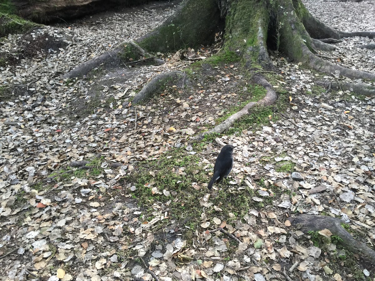 South Island Robin - ML646895982