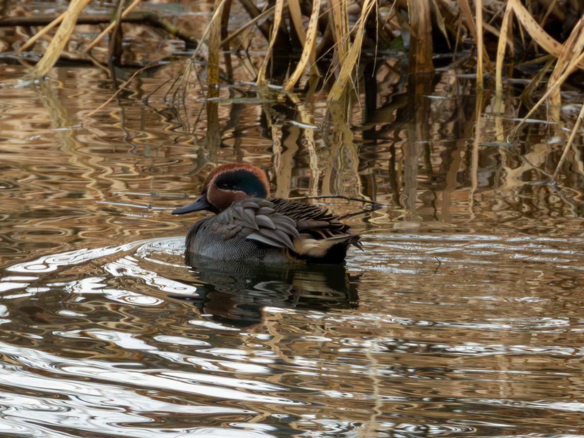 Green-winged Teal (Eurasian) - ML646895983