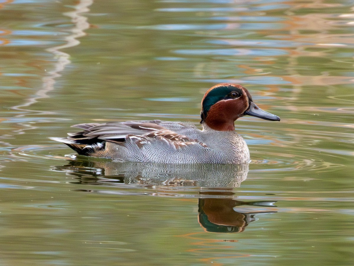Green-winged Teal (Eurasian) - ML646895984