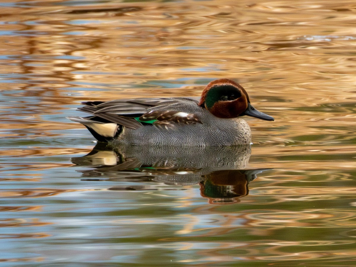 Green-winged Teal (Eurasian) - ML646895985