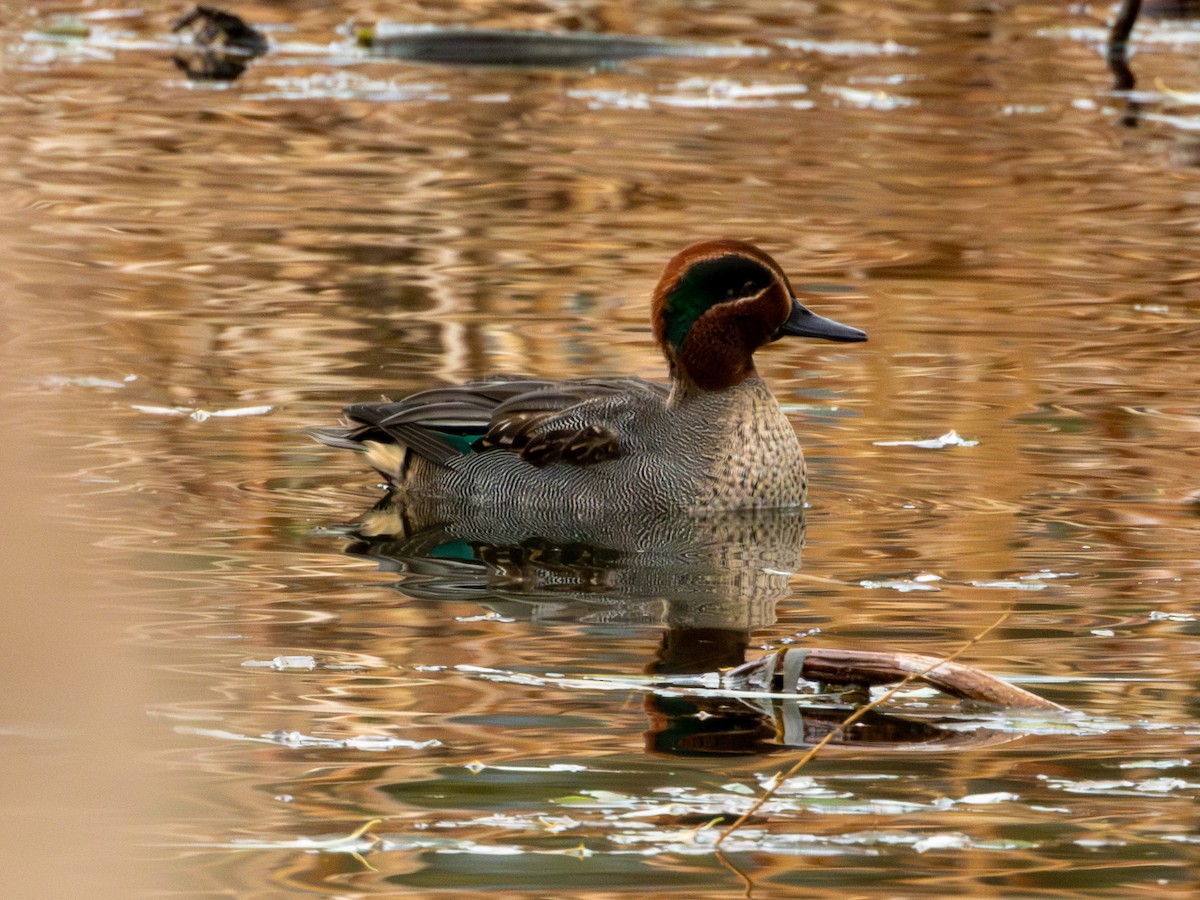 Green-winged Teal (Eurasian) - ML646895986