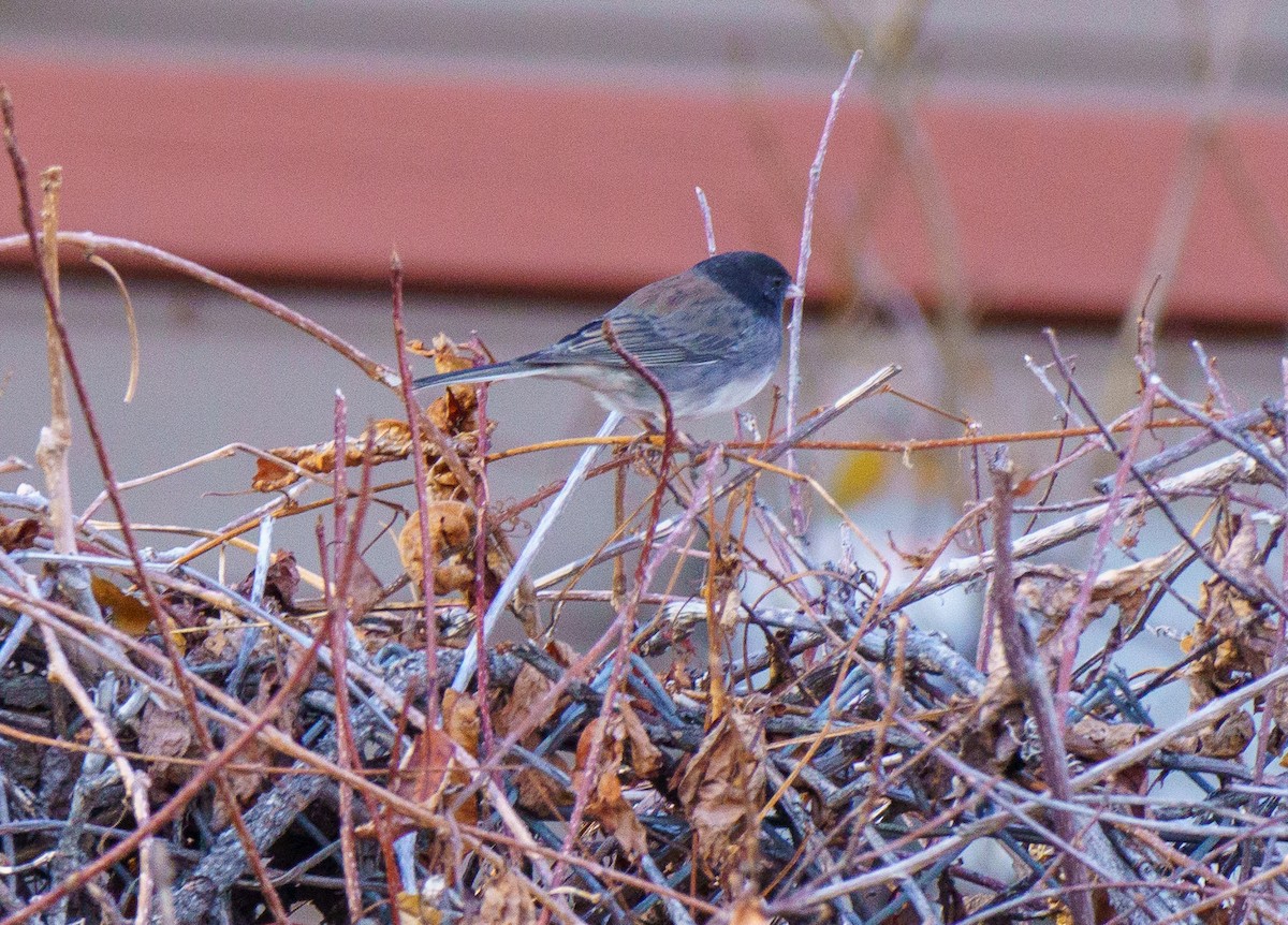 Dark-eyed Junco - ML646895987