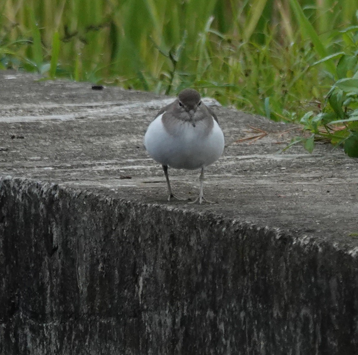 Common Sandpiper - ML646895988