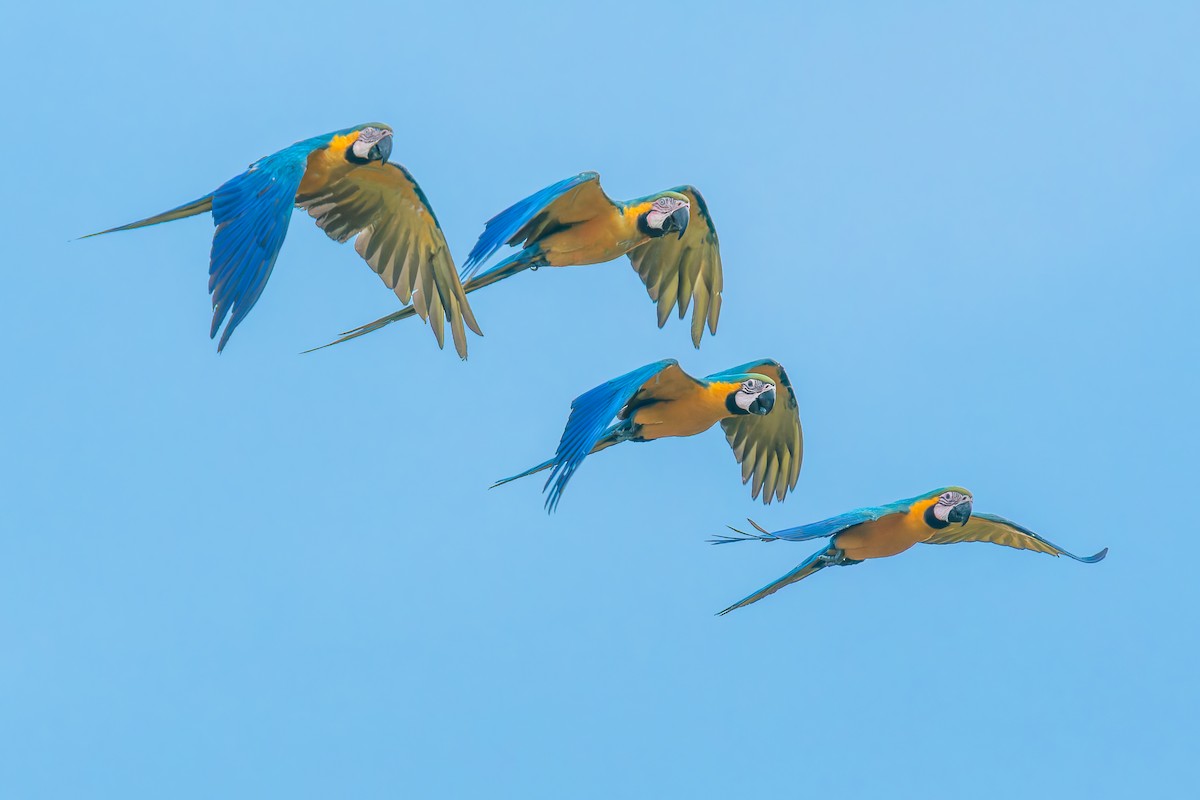 Араурана - ML646895996