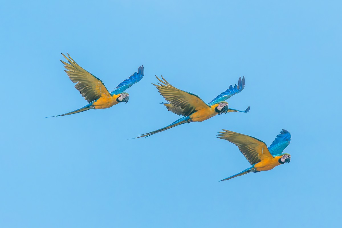 Араурана - ML646895999