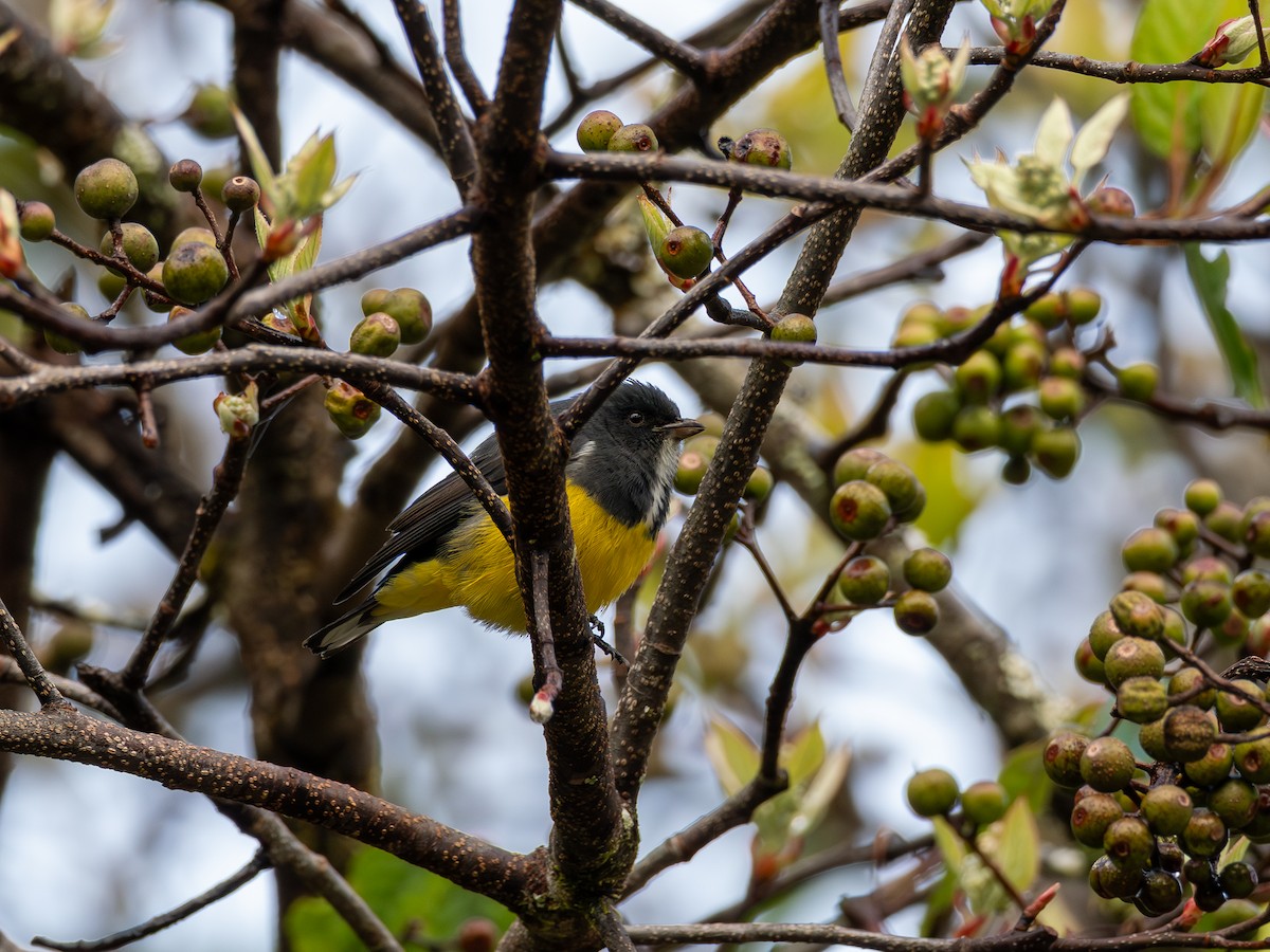 gulbukblomsterfugl - ML646896005