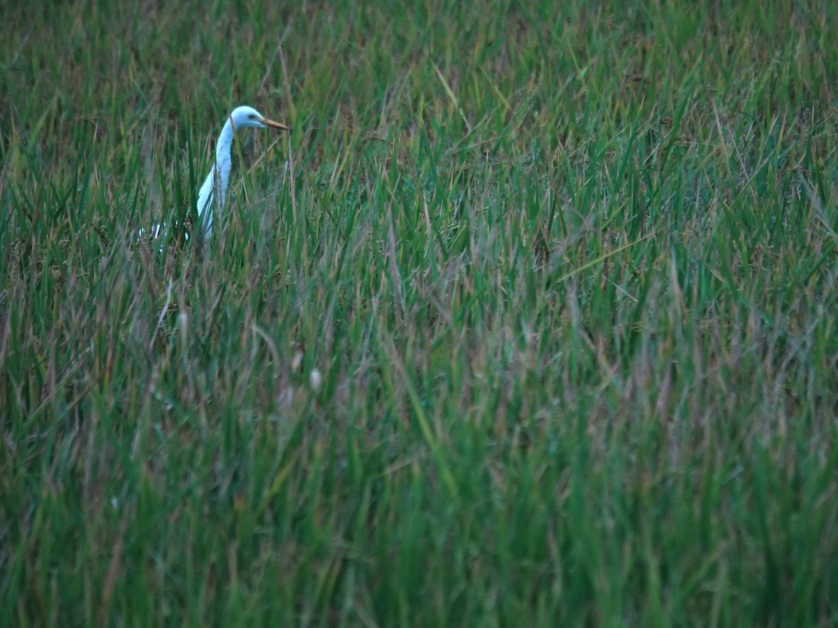 Средняя белая цапля - ML646896006